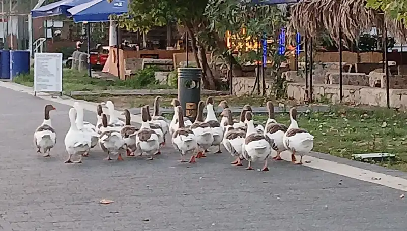 Denizde Yüzen Kazlar, Kümeste Felakete Uğradı: 8 Kazın Ölümü Şok Etti