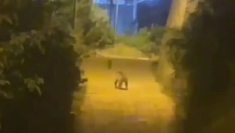 Gümüşhane'nin Merkezinde Görülen Ayı, Şehir Halkını Harekete Geçirdi