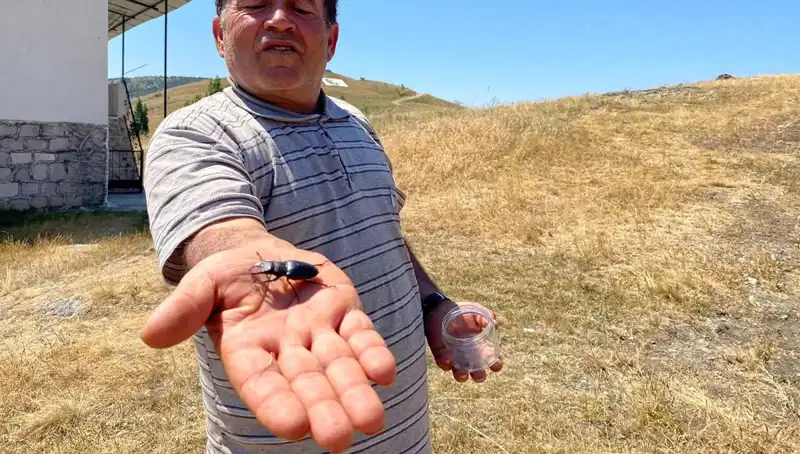 Sivas'ta Görülen Nadir Böcek İçin Öldürme Cezası 557 Bin TL!