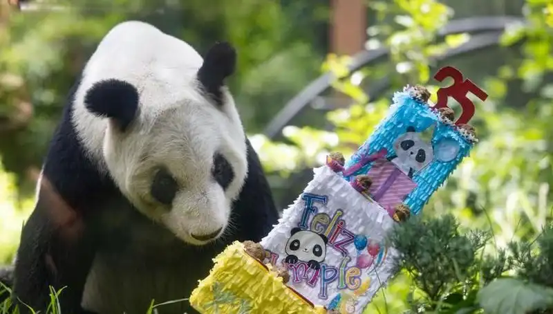 Dev Panda Xin Xin 35. Yaşında Kutlama Aldı: Panda Severler Buluştu