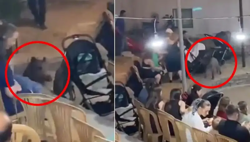 Düğünde Şaşkınlık Yaratan Domuz Olayı: Eğlencenin Ortasında Paniğe Neden Oldu
