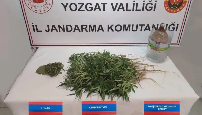 Yozgat'ta Sıra Dışı Bir Operasyon: 40 Kök Kenevir Ele Geçirildi!