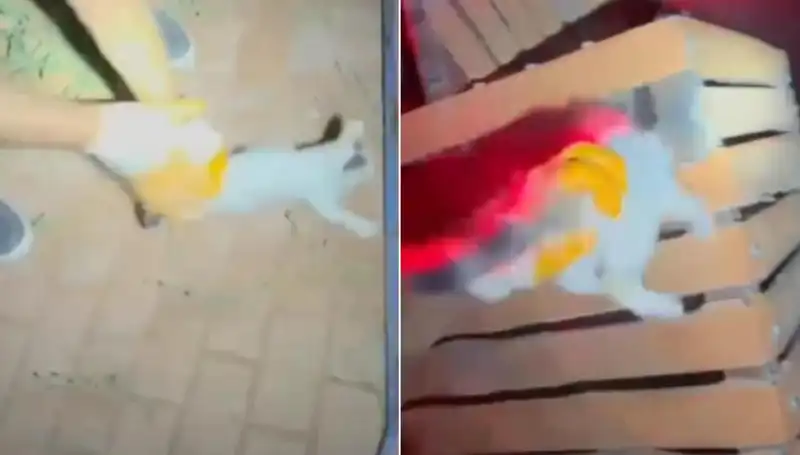Gece Yarısı İtfaiyeden Heyecan Verici Kedi Kurtarma Operasyonu