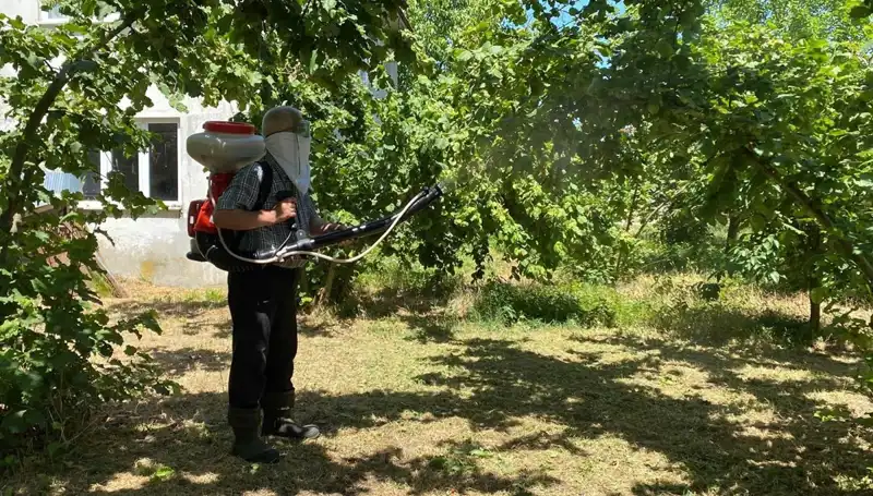 Kükürt ve Samuray Arısı: Çiftçilerin Umut Işığı Haline Geldi