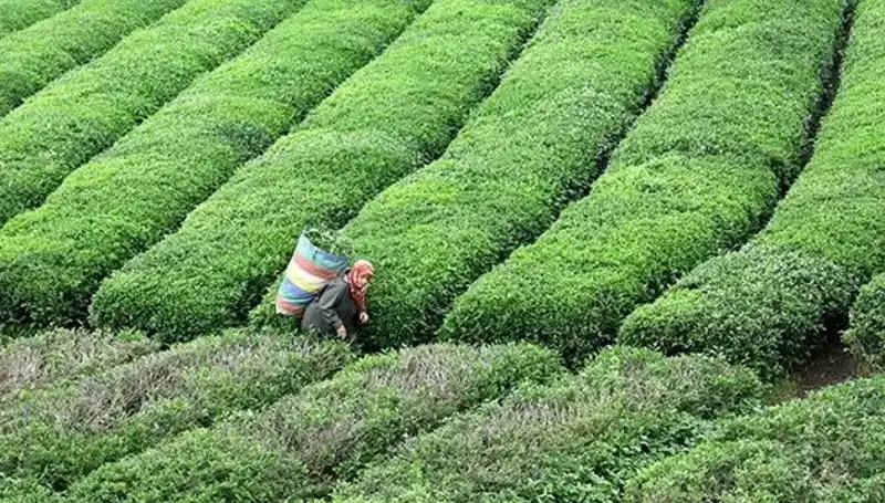 Bayramda ÇAYKUR’da Yaş Çay Alımına Devam Ediliyor