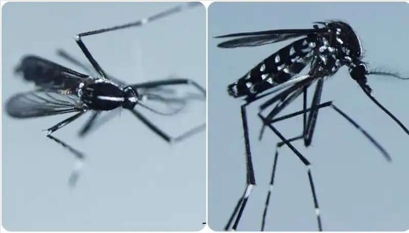 Chikungunya Virüsü: Ülkeler, Belirtiler ve Korunma Yöntemleri
