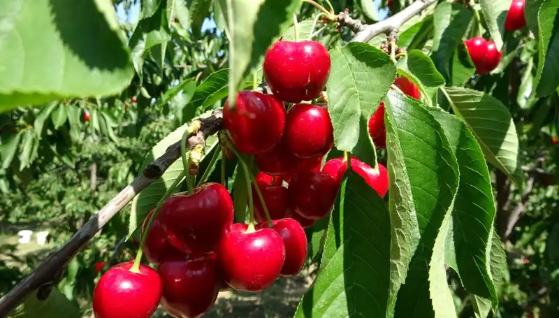 Çay Bardağına Sığmayacak Kadar Verimli: Çayın Hasat Dönemi Başladı