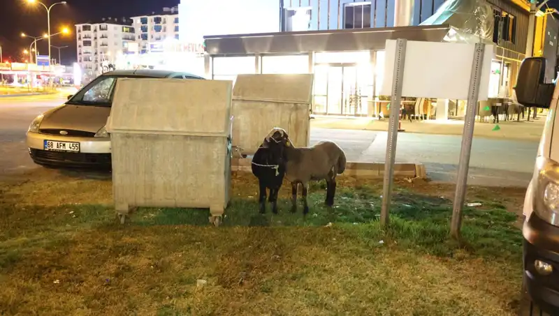 Yola Düşen "Mor Karaman" Koyunları: Duyarsızlık ve İhmalin Acı Gerçekleri
