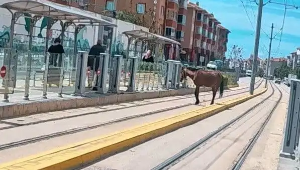 Eskişehir'de Tramvay Raylarında Baş Başıboş At Görüntüsü Şaşkınlık Yarattı