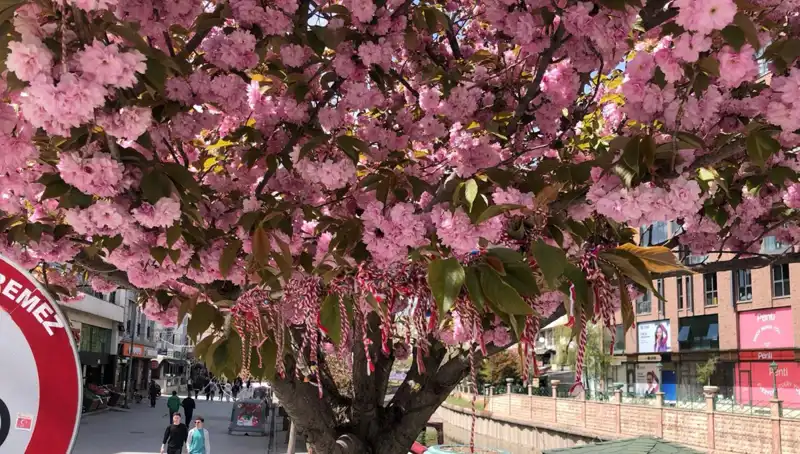 Yeni Gelenek: Süs Erik Ağaçlarına Martenitsa Bağlamak