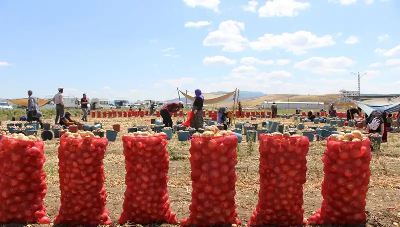 Amasya’nın Ünlü Elması, Avrupa ve Rusya Pazarında Büyük İlgi Görüyor!