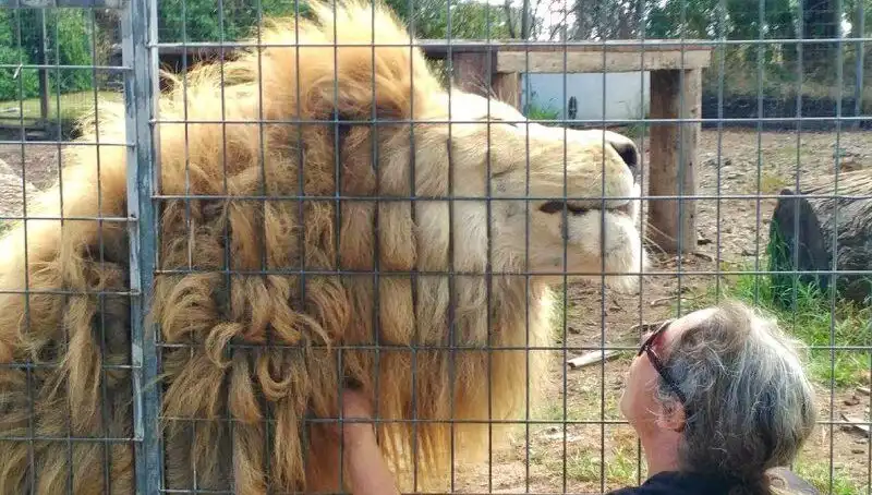 Avustralya'daki Aslan Saldırısı: Kafes İçinden Kadının Kolunu Kopardı