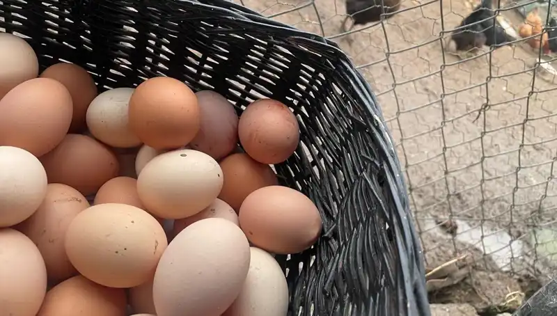 Okulların Açılmasıyla Büyüyecek: En Ucuz Protein Tam Da Zamanında!